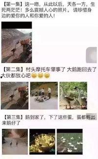 网红大鹅 潜规则全书