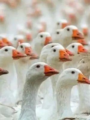 网红大鹅 潜规则全书