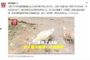 网红大鹅 潜规则全书